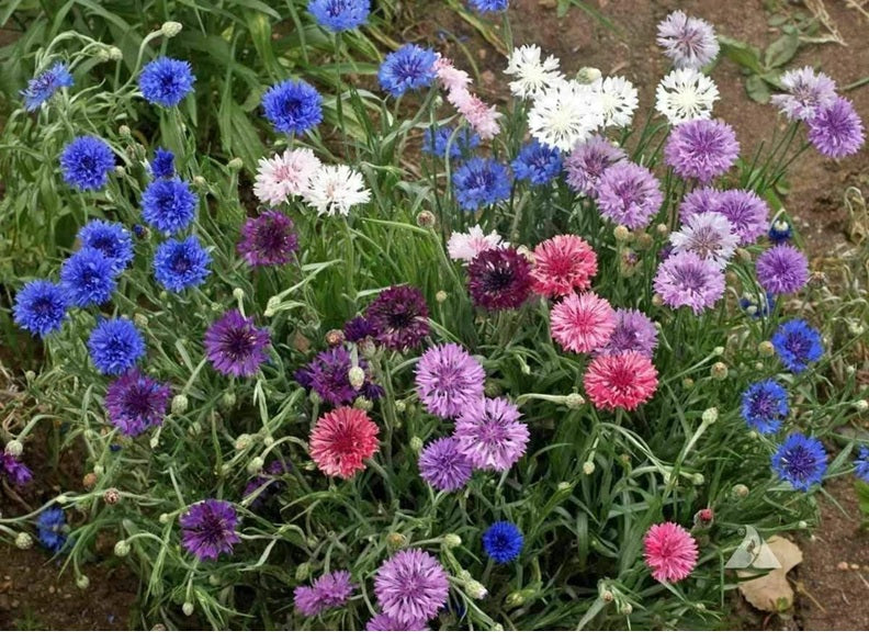 Life Force Seeds - Flowers