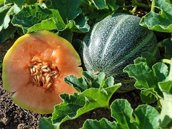 Life Force Seeds - Vegetables