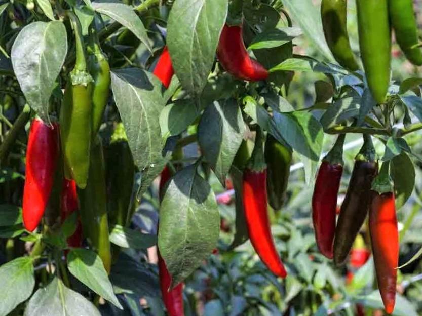 Life Force Seeds - Vegetables