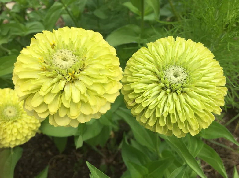 Life Force Seeds - Flowers