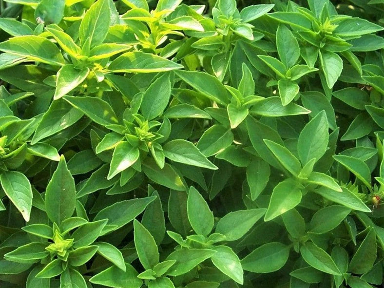 Life Force Seeds - Herbs