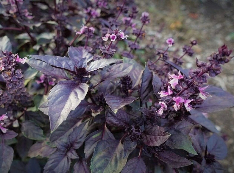 Life Force Seeds - Herbs