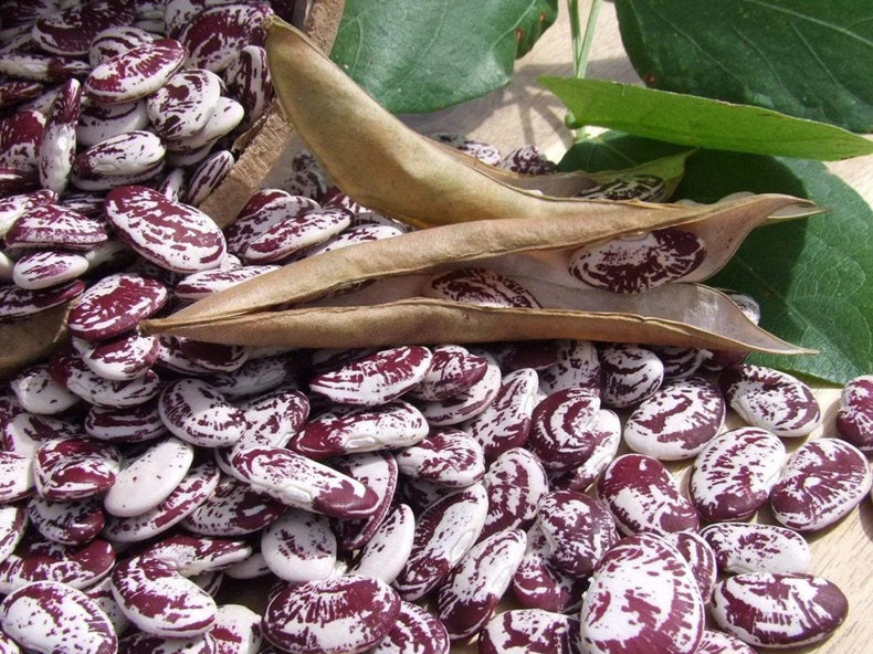 Life Force Seeds - Vegetables