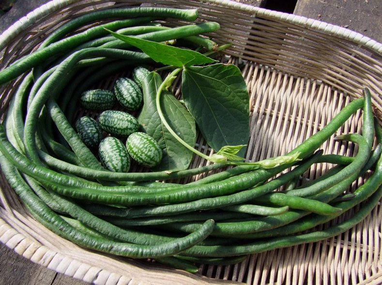 Life Force Seeds - Vegetables