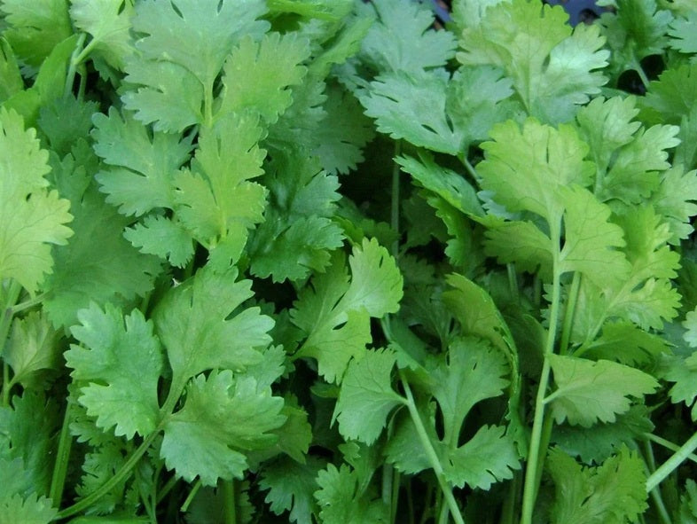 Life Force Seeds - Herbs