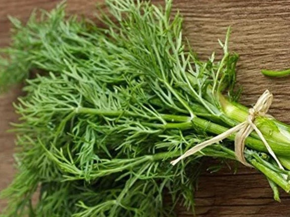 Life Force Seeds - Herbs