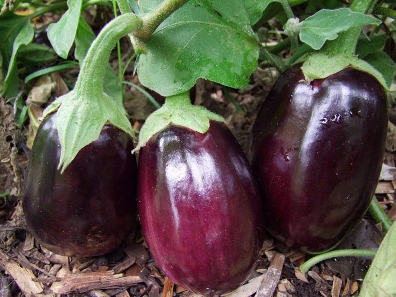 Life Force Seeds - Vegetables