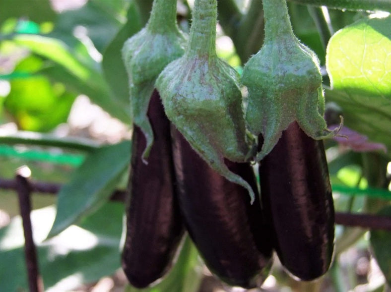 Life Force Seeds - Vegetables
