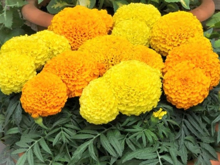 Life Force Seeds - Flowers