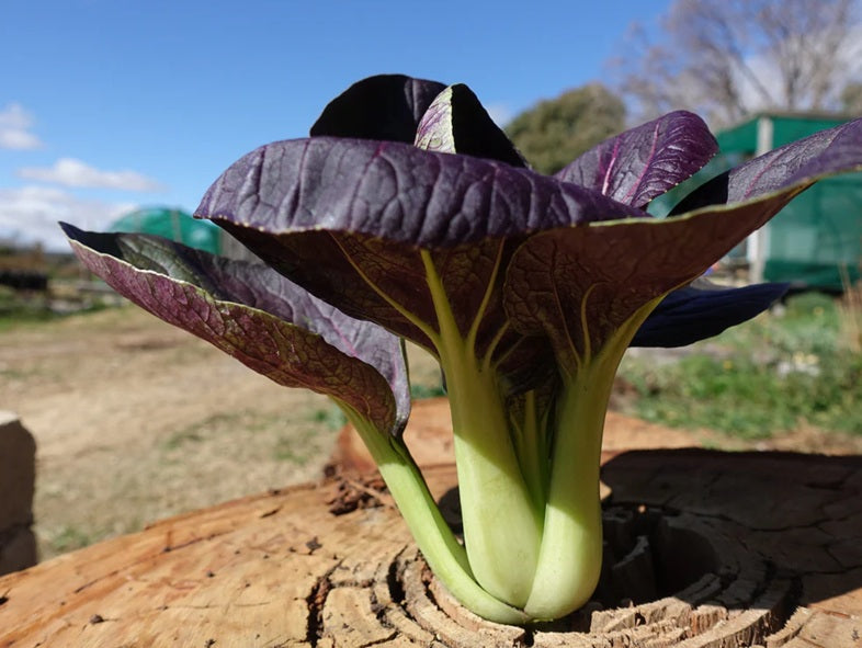 Life Force Seeds - Vegetables