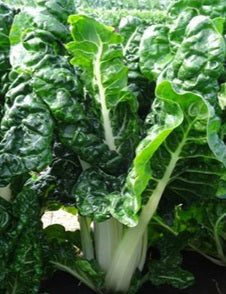 Life Force Seeds - Vegetables