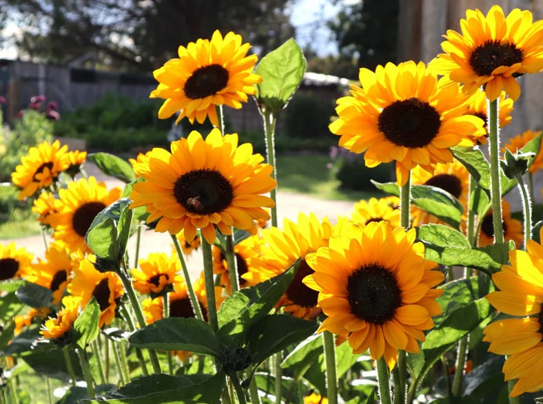 Life Force Seeds - Flowers