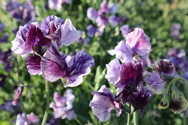 Life Force Seeds - Flowers