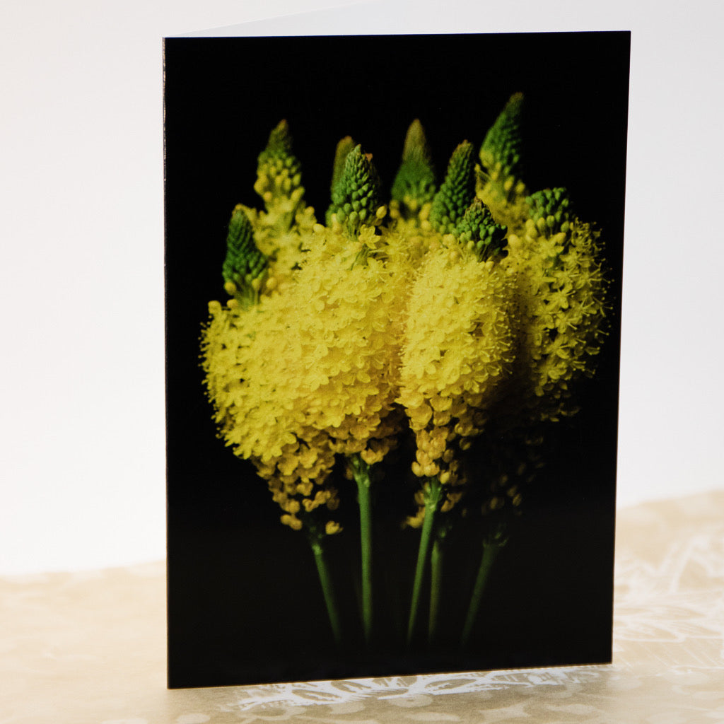 Tasha Greeting Card