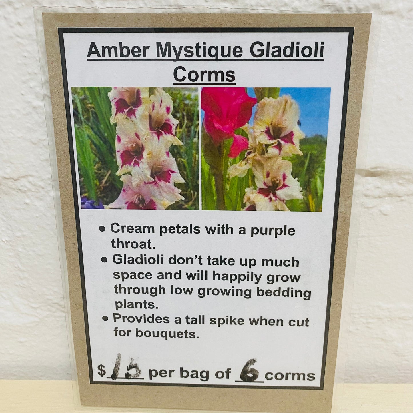Amber Mystique Gladioli Corms by Creekland Flowers