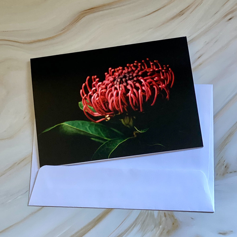 Tasha Photographic Cards