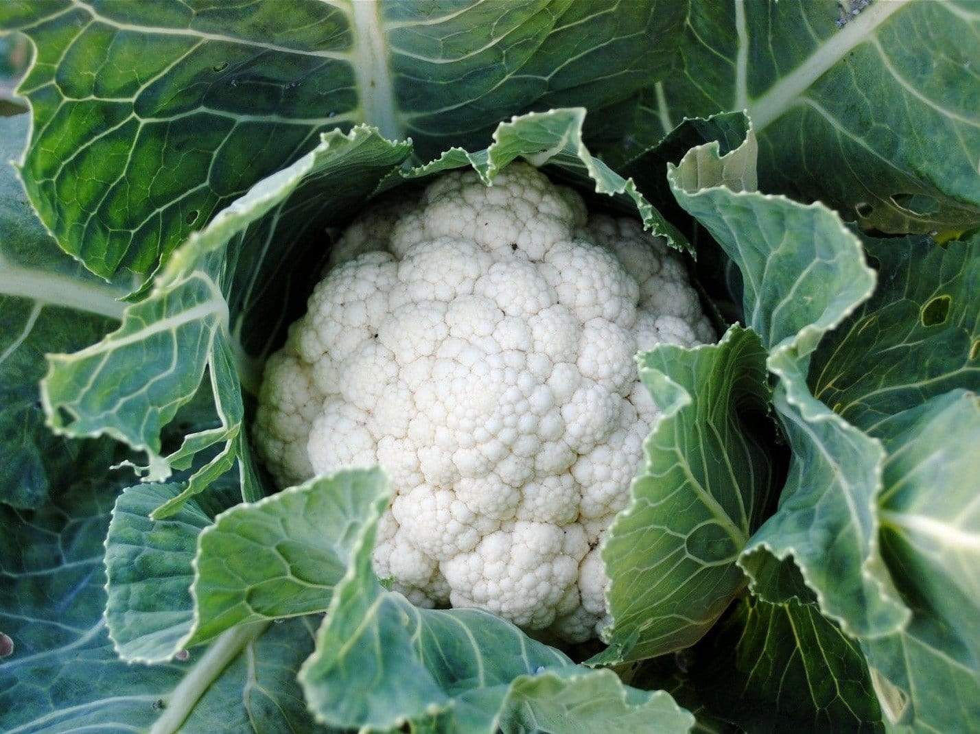 Life Force Seeds Vegetables