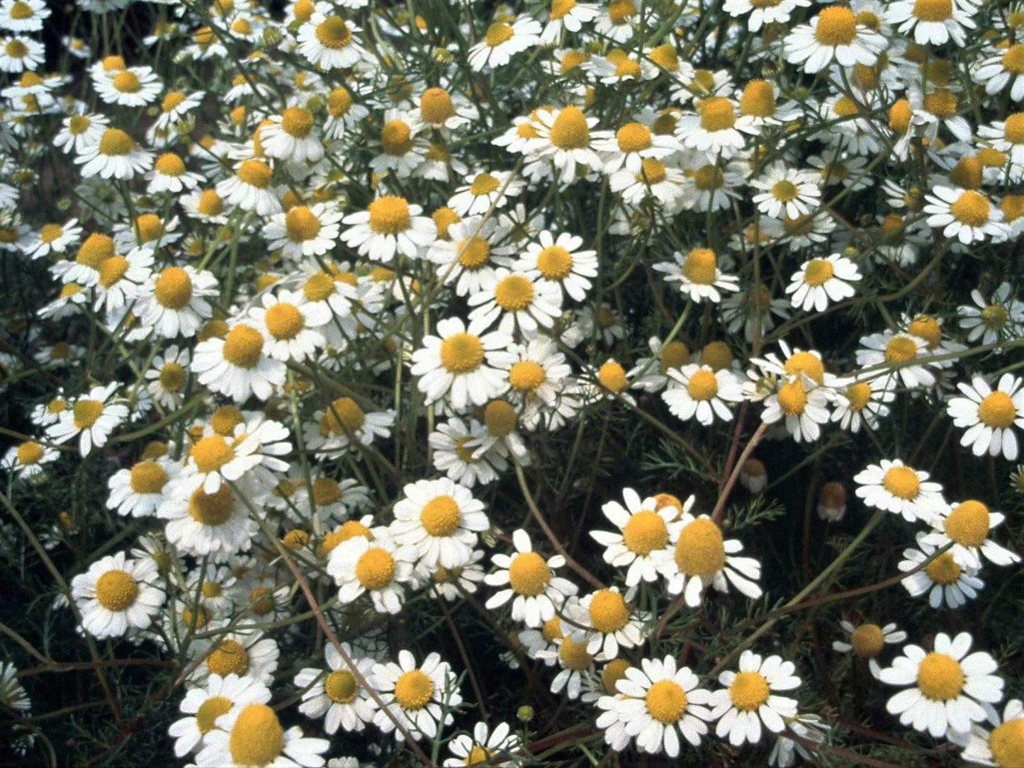 Life Force Seeds Herbs