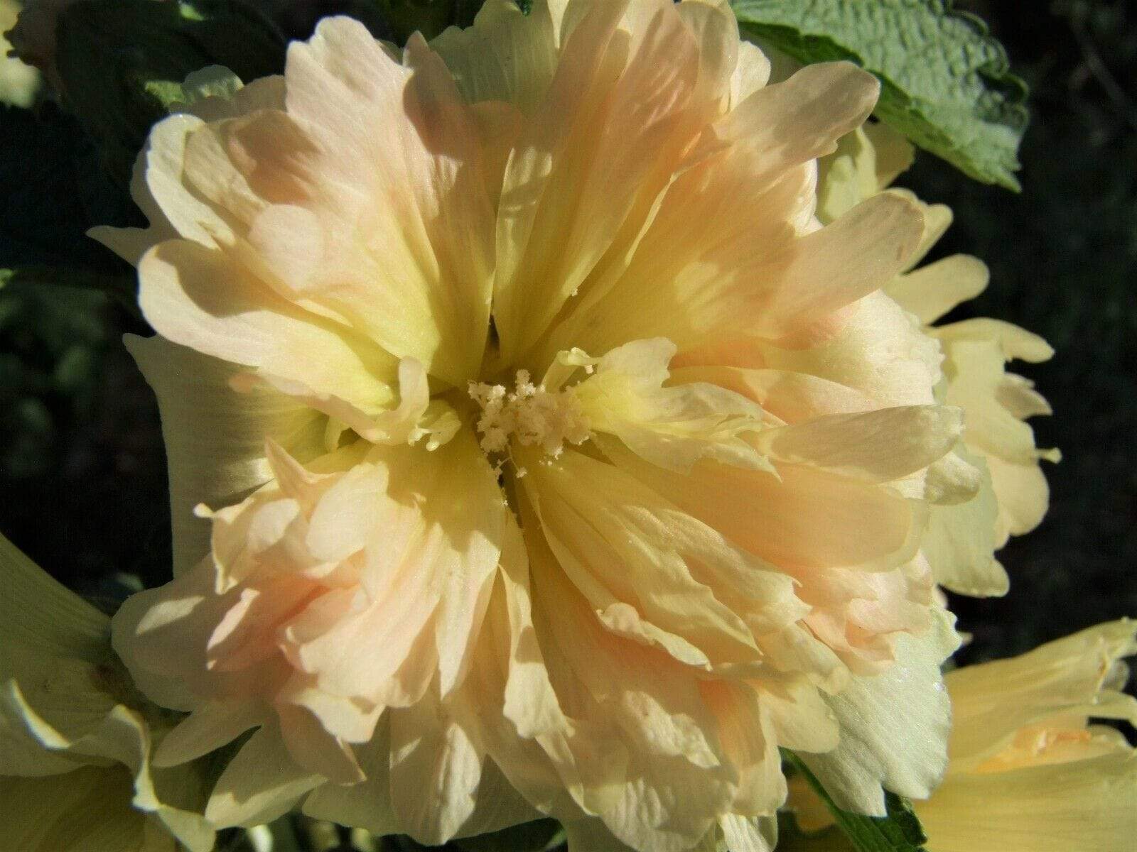 Life Force Seeds Flowers