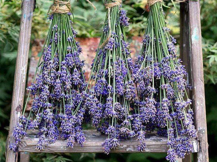 Life Force Seeds Flowers