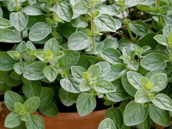 Life Force Seeds Herbs