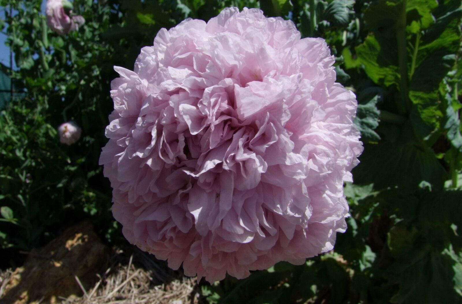 Life Force Seeds Flowers