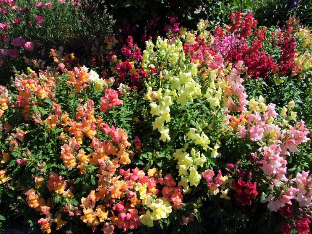 Life Force Seeds Flowers
