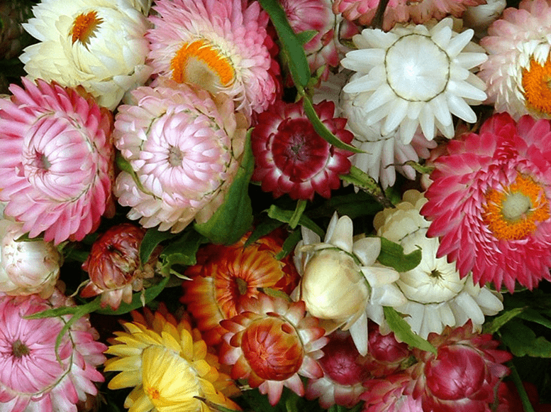Life Force Seeds Flowers