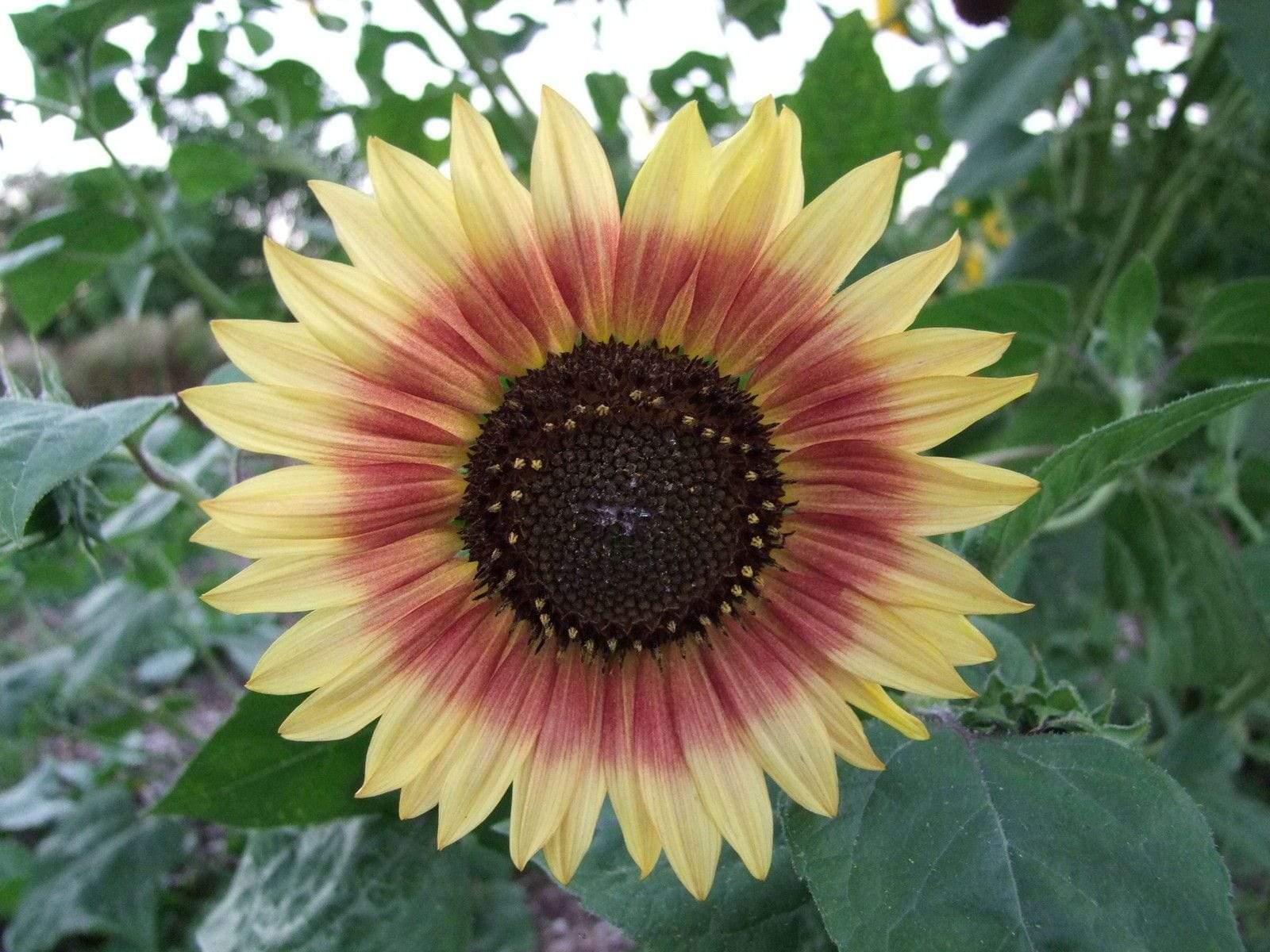Life Force Seeds Flowers
