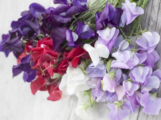 Life Force Seeds Flowers