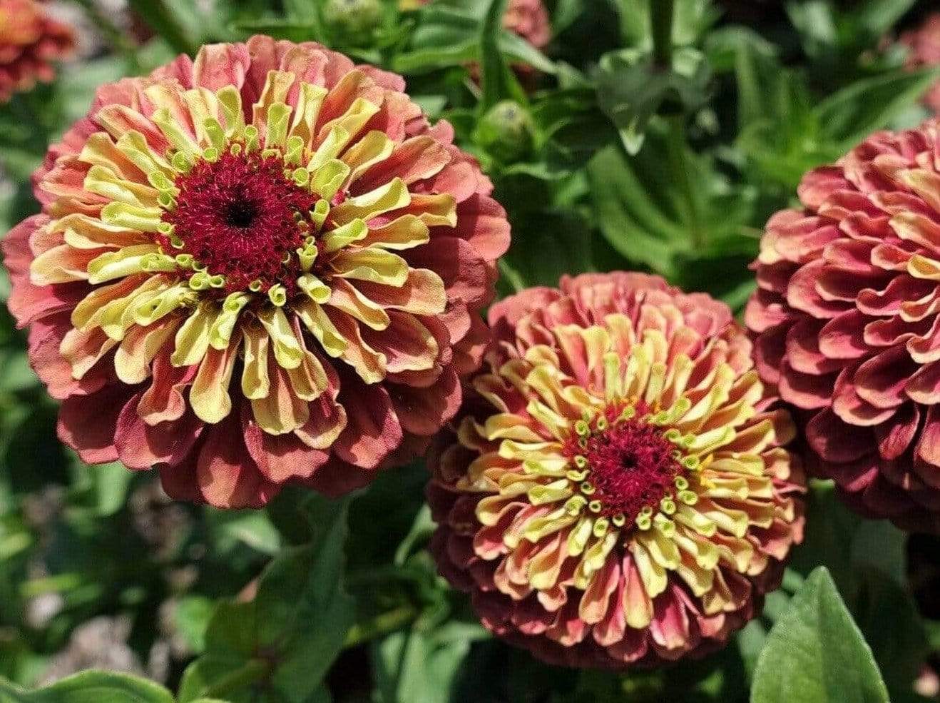 Life Force Seeds Flowers