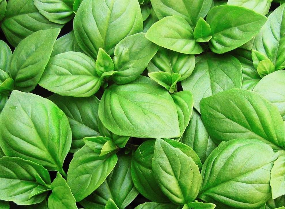Life Force Seeds Herbs