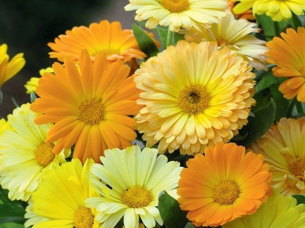 Life Force Seeds Flowers