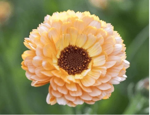 Life Force Seeds Flowers