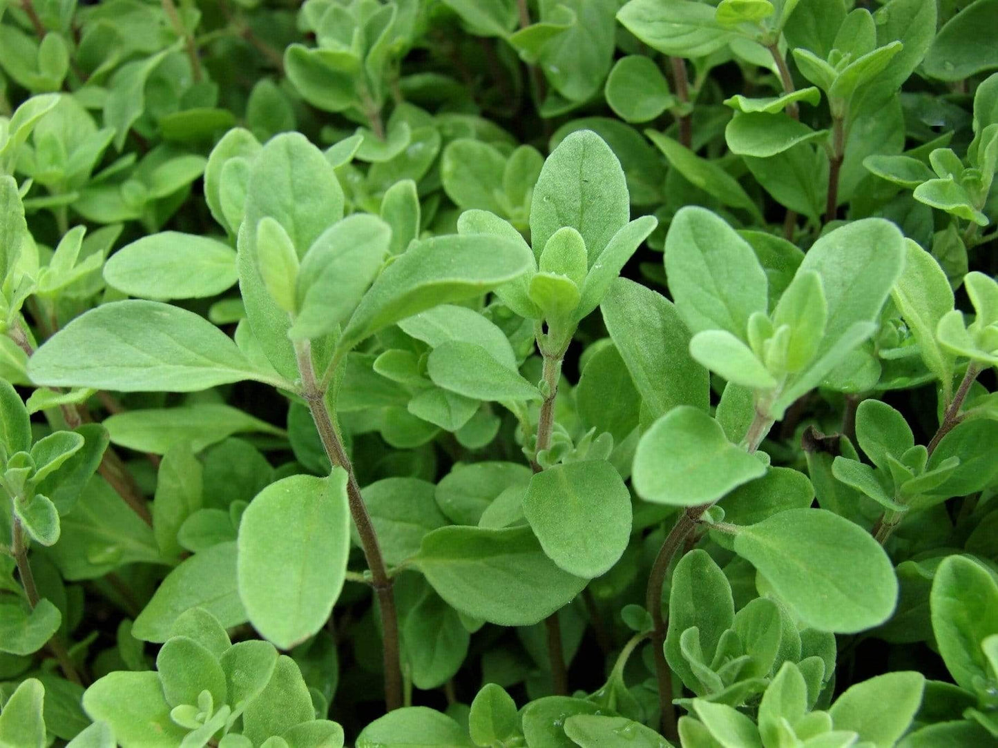 Life Force Seeds Herbs