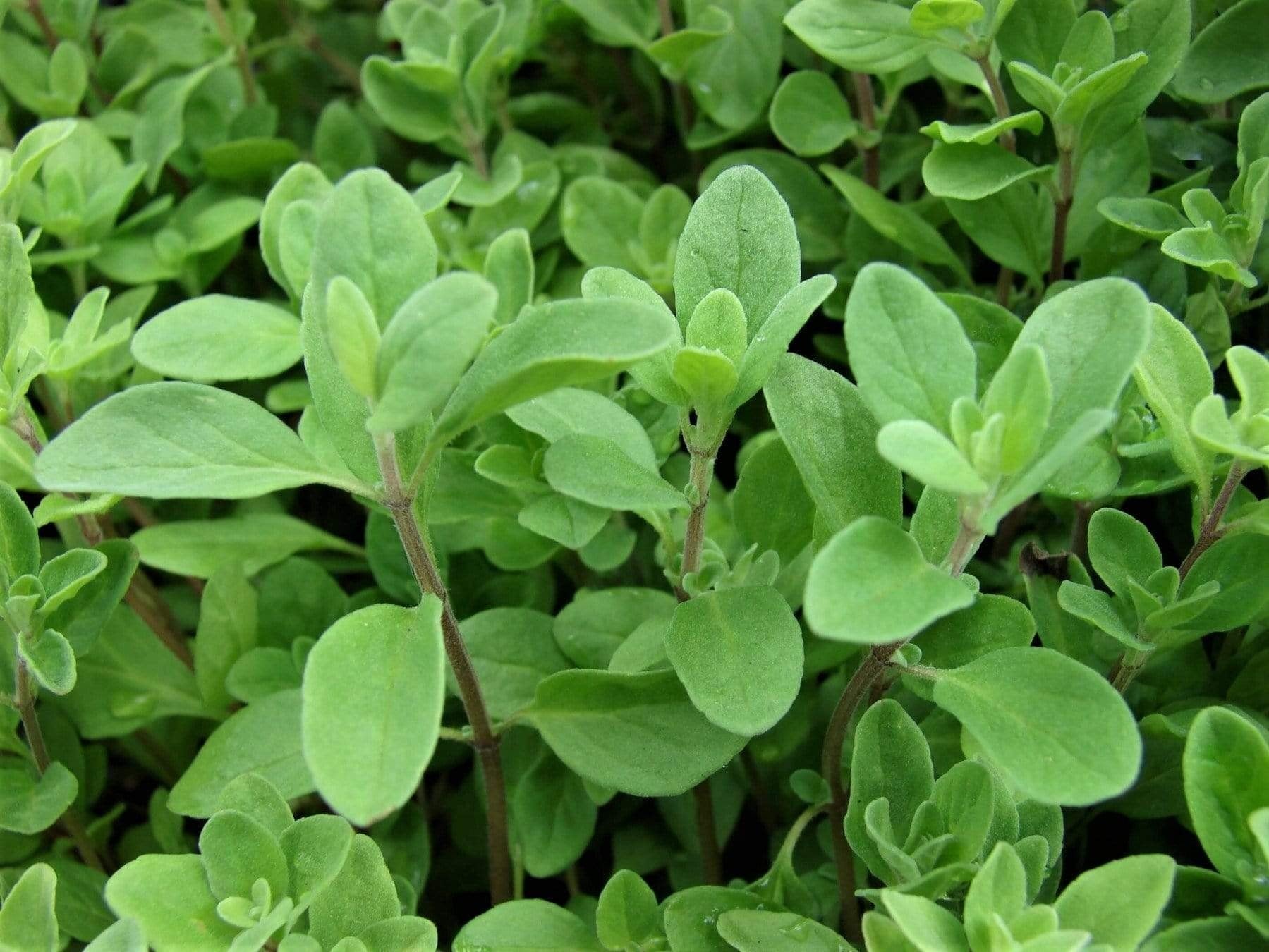 Life Force Seeds Herbs