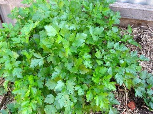 Life Force Seeds Herbs