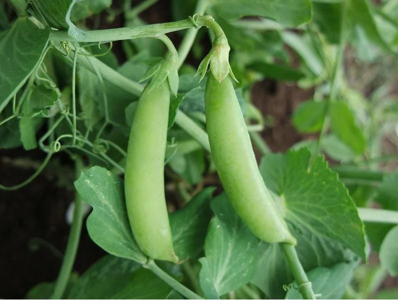 Life Force Seeds Vegetables