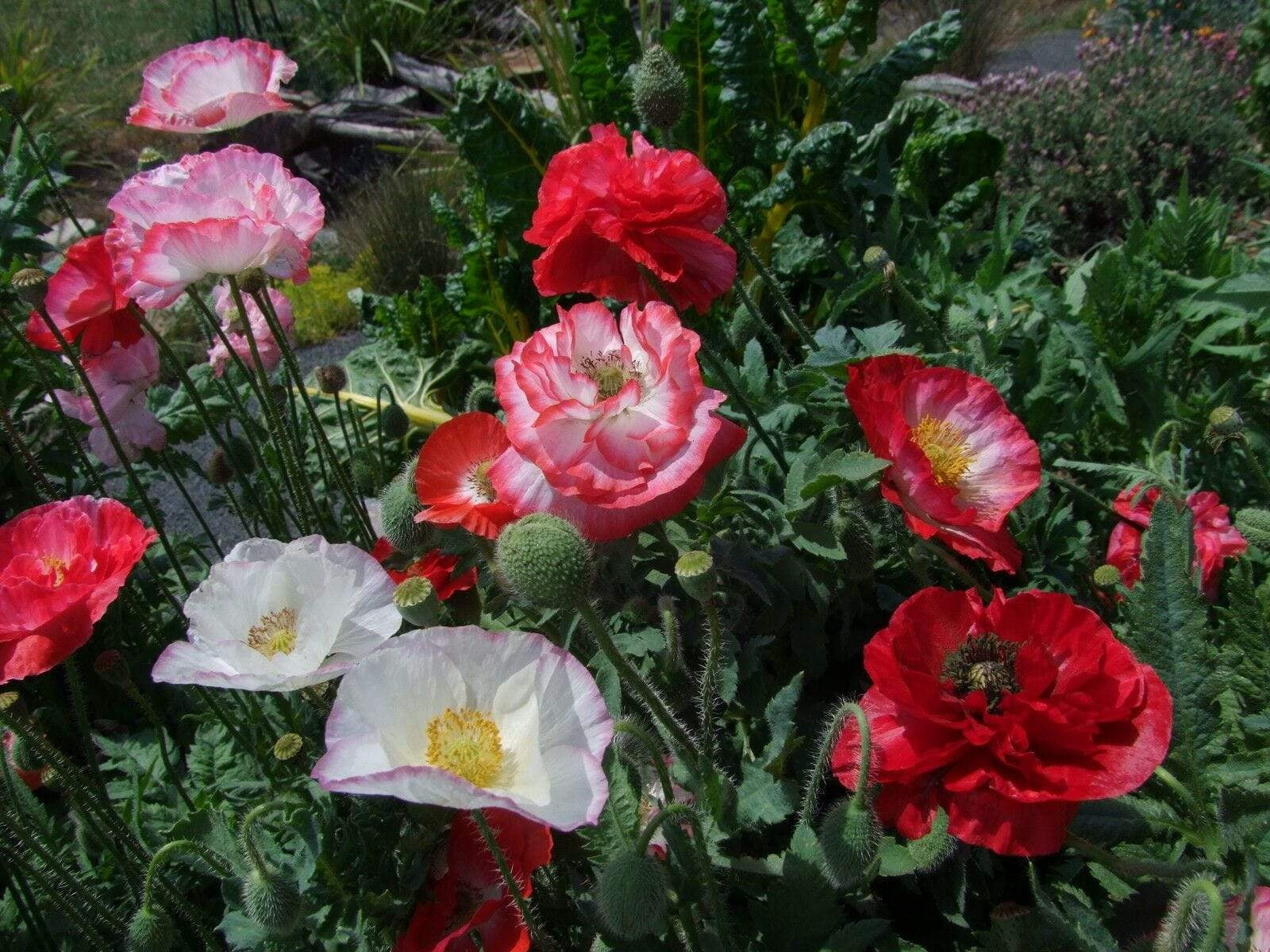 Life Force Seeds Flowers