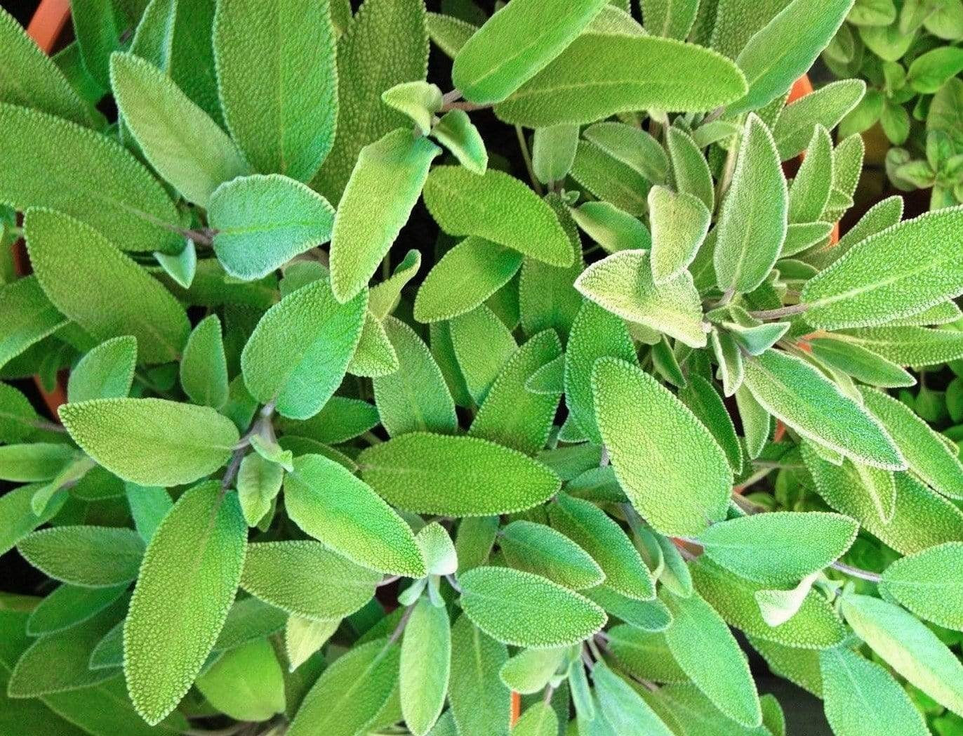 Life Force Seeds Herbs