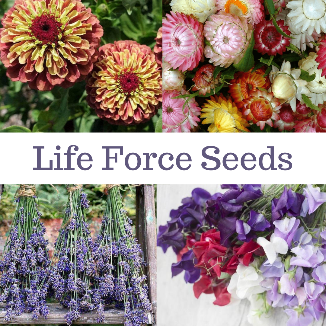 Life Force Seeds Flowers