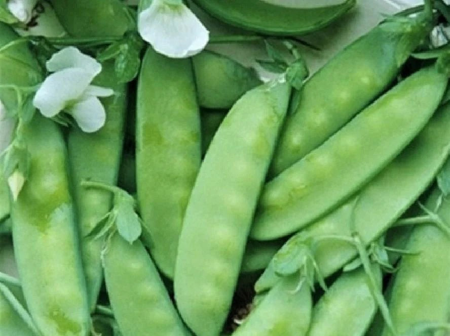 Life Force Seeds Vegetables