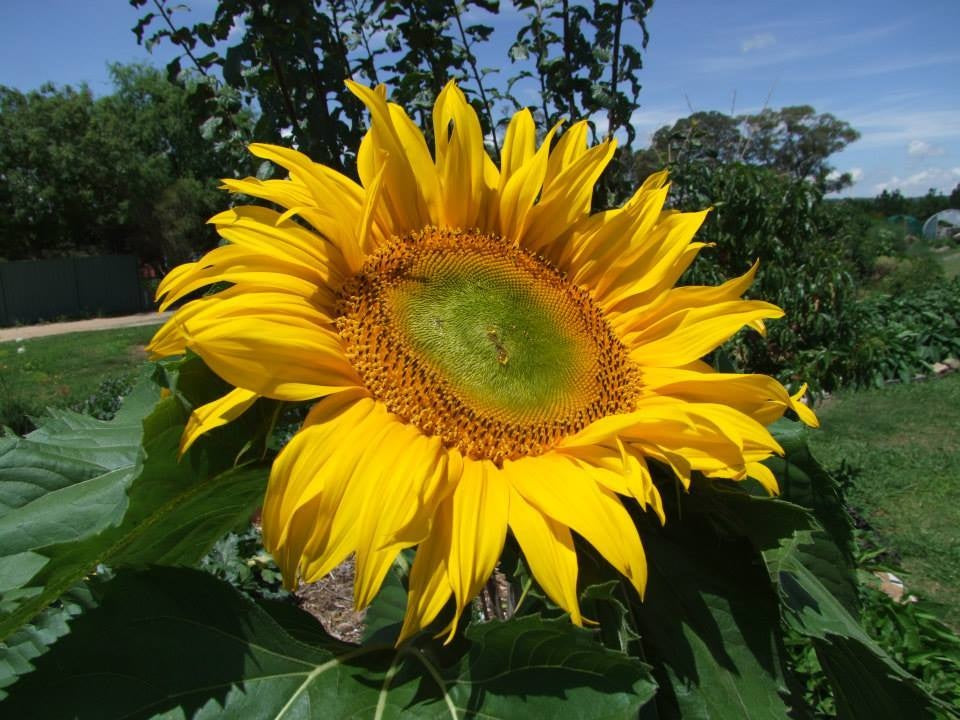 Life Force Seeds Flowers