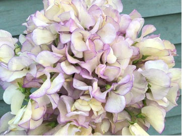 Life Force Seeds Flowers