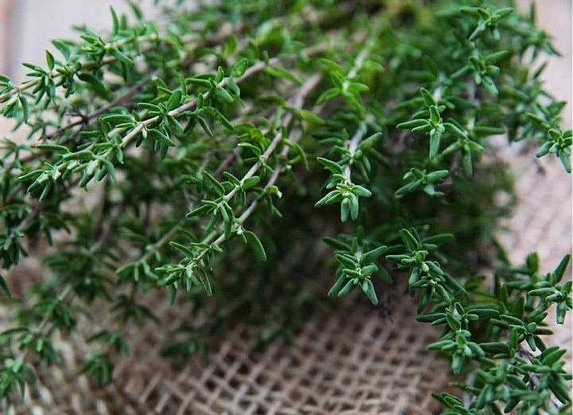 Life Force Seeds Herbs