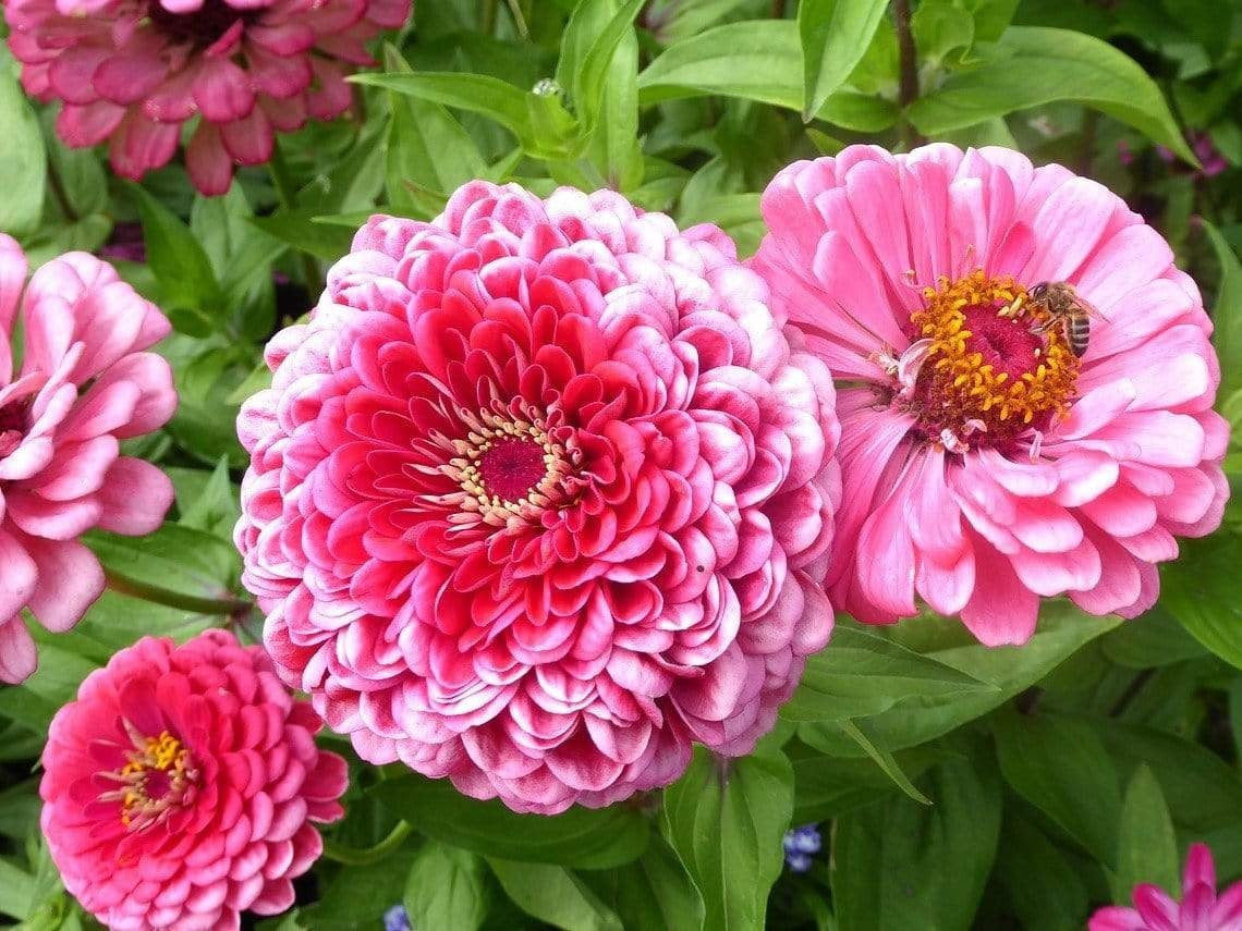 Life Force Seeds Flowers