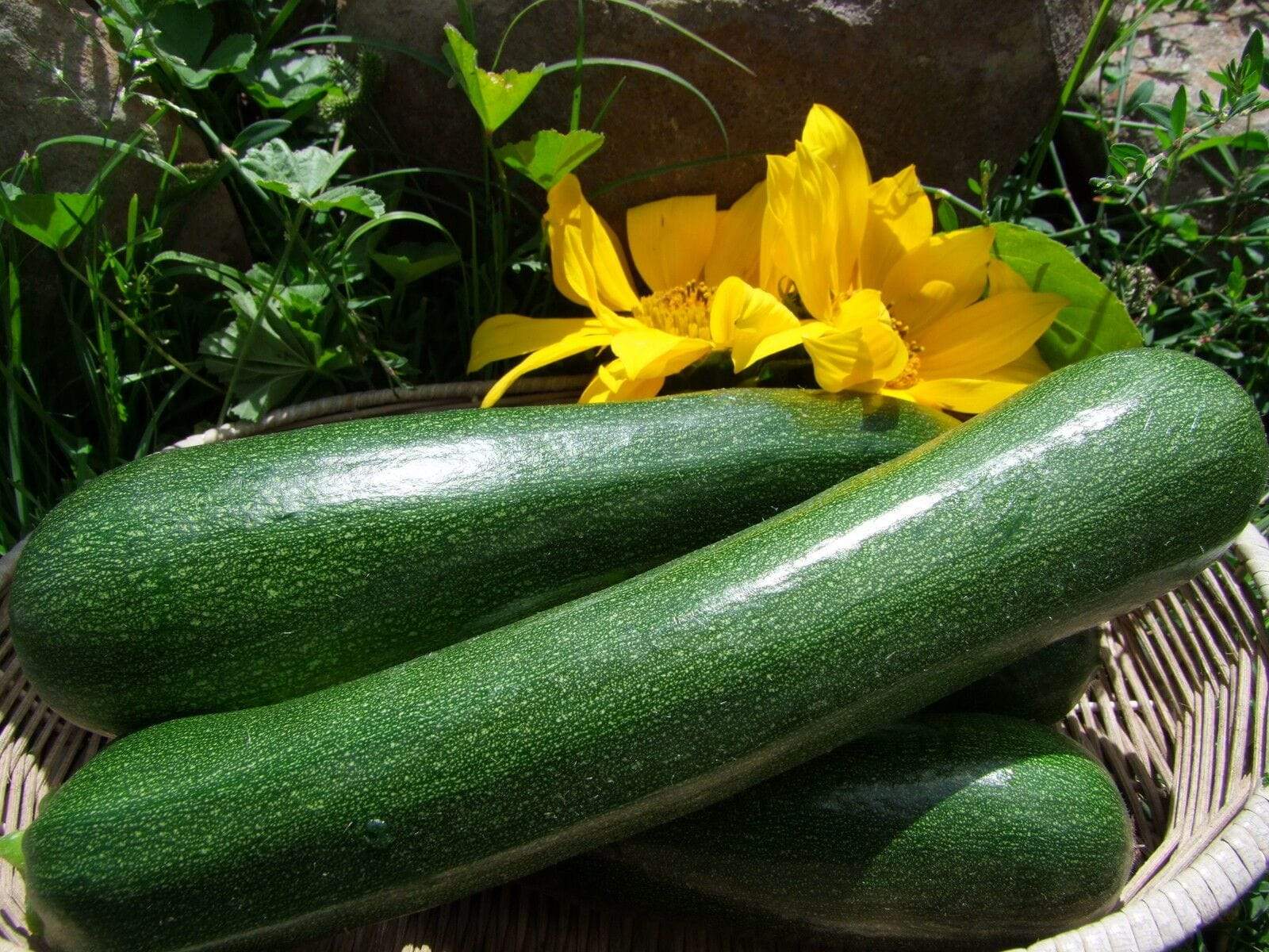 Life Force Seeds Vegetables