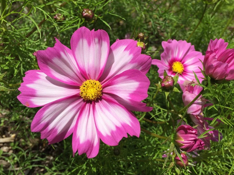 Life Force Seeds - Flowers