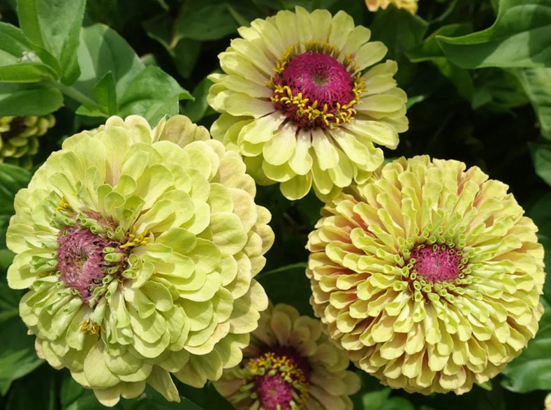 Life Force Seeds - Flowers