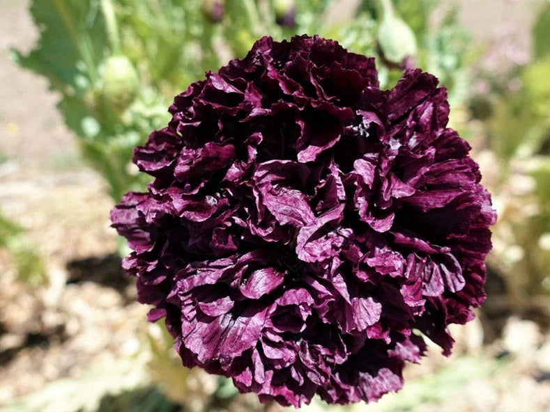 Life Force Seeds - Flowers